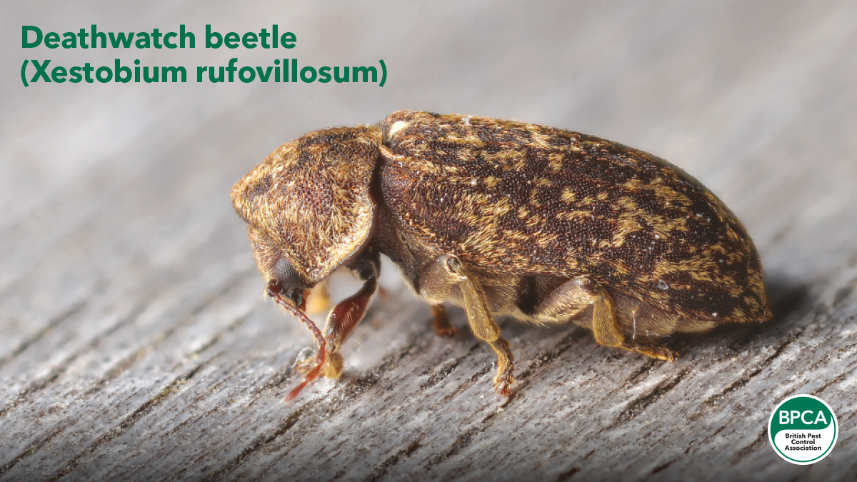 Deathwatch beetle Xestobium rufovillosum wood destorying insect BPCA Deathwatch beetle Xestobium rufovillosum wood destorying insect BPCA